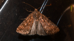 Hypoperigea tonsa