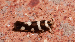 Macrobathra sarcoleuca