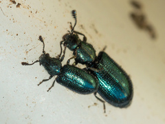 Necrobia violacea
