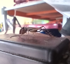 Phylloscyrtus amoenus