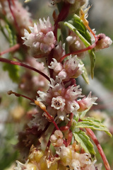 Cuscuta epithymum