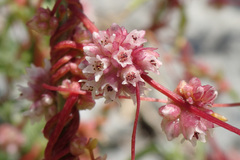 Cuscuta epithymum