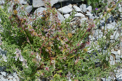 Cuscuta epithymum