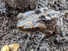 Rhinella diptycha