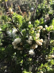 Baccharis patagonica