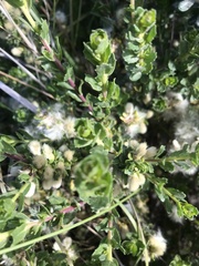 Baccharis patagonica