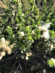 Baccharis patagonica