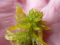 Subsecunda