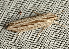 Leistarcha scitissimella