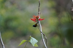 Aethopyga christinae