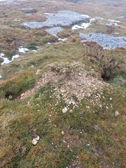 Marmota marmota