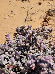 Schlechteranthus hallii