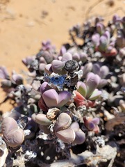 Schlechteranthus hallii