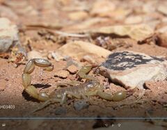 Androctonus amoreuxi