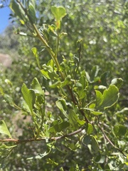 Searsia crenata