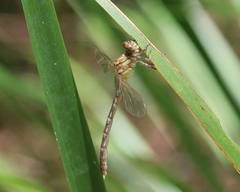 Hemigomphus heteroclytus
