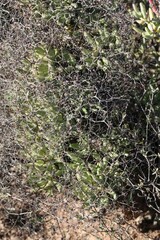 Tylecodon reticulatus