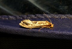 Moerarchis inconcisella