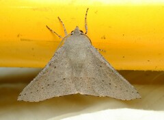 Oenochroma subustaria