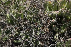 Tylecodon reticulatus