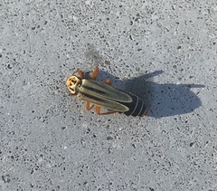 Chauliognathus scriptus