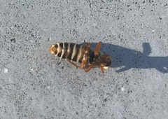 Chauliognathus scriptus