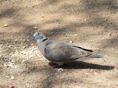 Streptopelia decipiens