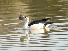 Sarkidiornis melanotos