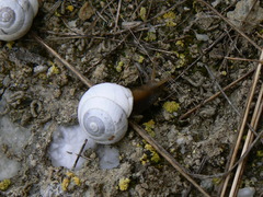 Sphincterochila candidissima