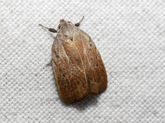 Tortricopsis pyroptis