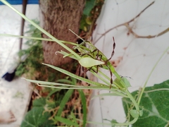 Insecta