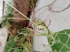 Insecta