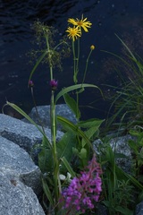 Doronicum austriacum