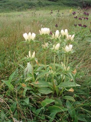 Gentiana pannonica