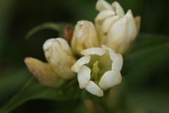 Gentiana pannonica