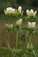 Gentiana pannonica