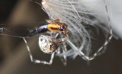 Cryptachaea gigantipes
