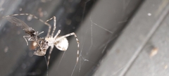 Cryptachaea gigantipes