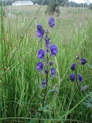 Aconitum plicatum
