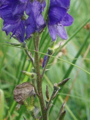 Aconitum plicatum