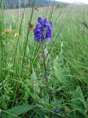 Aconitum plicatum