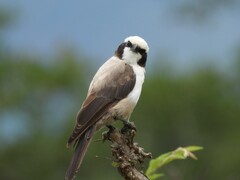 Eurocephalus anguitimens