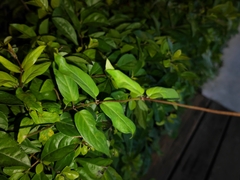 Paederia foetida