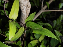 Paederia foetida