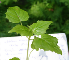Circaea × intermedia