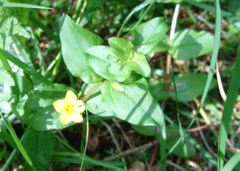 Lysimachia nemorum