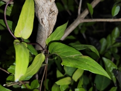 Paederia foetida