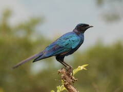 Lamprotornis australis