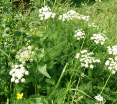 Meum athamanticum