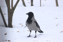 Corvus cornix